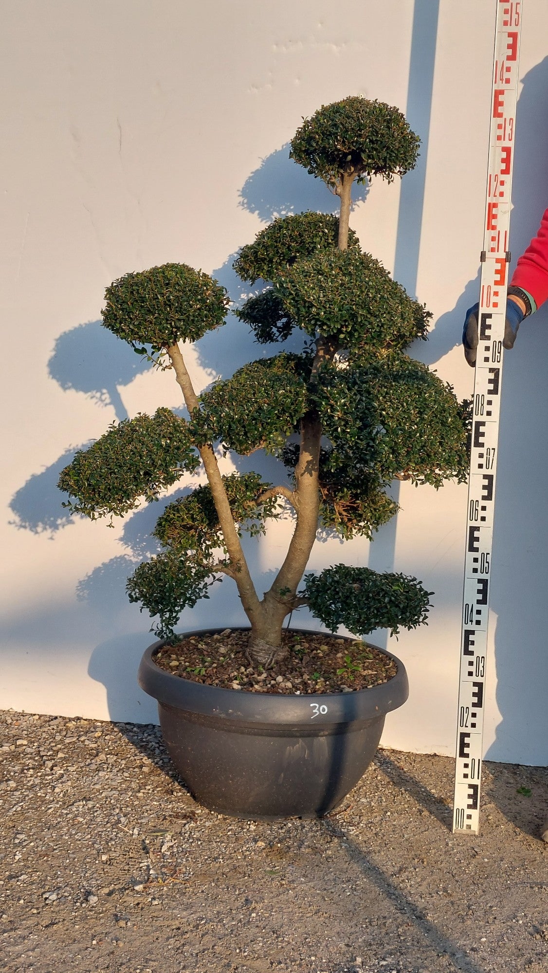 Ilex crenata Bonsai