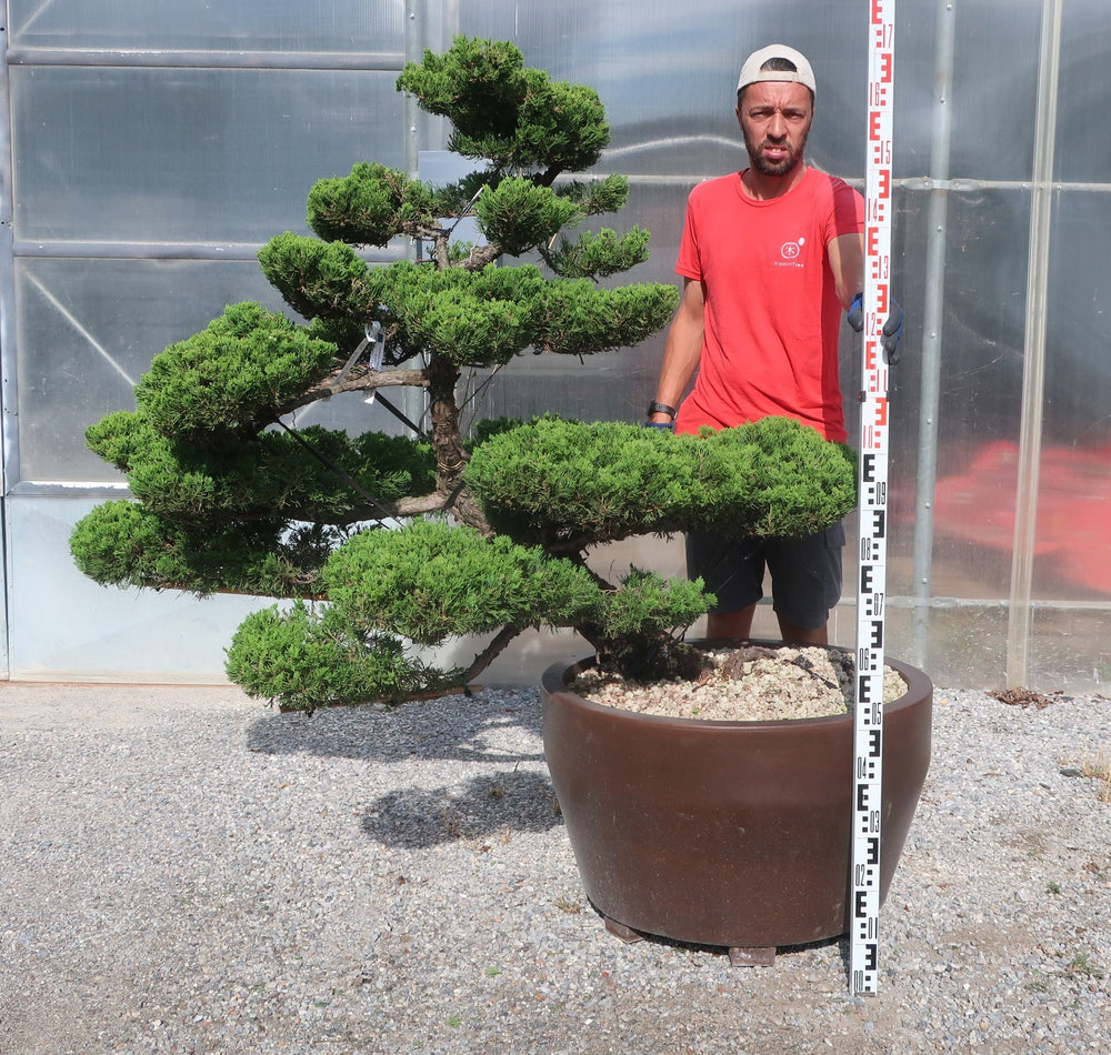 Juniperus chinensis 'Kaizuka' Bonsaiform
