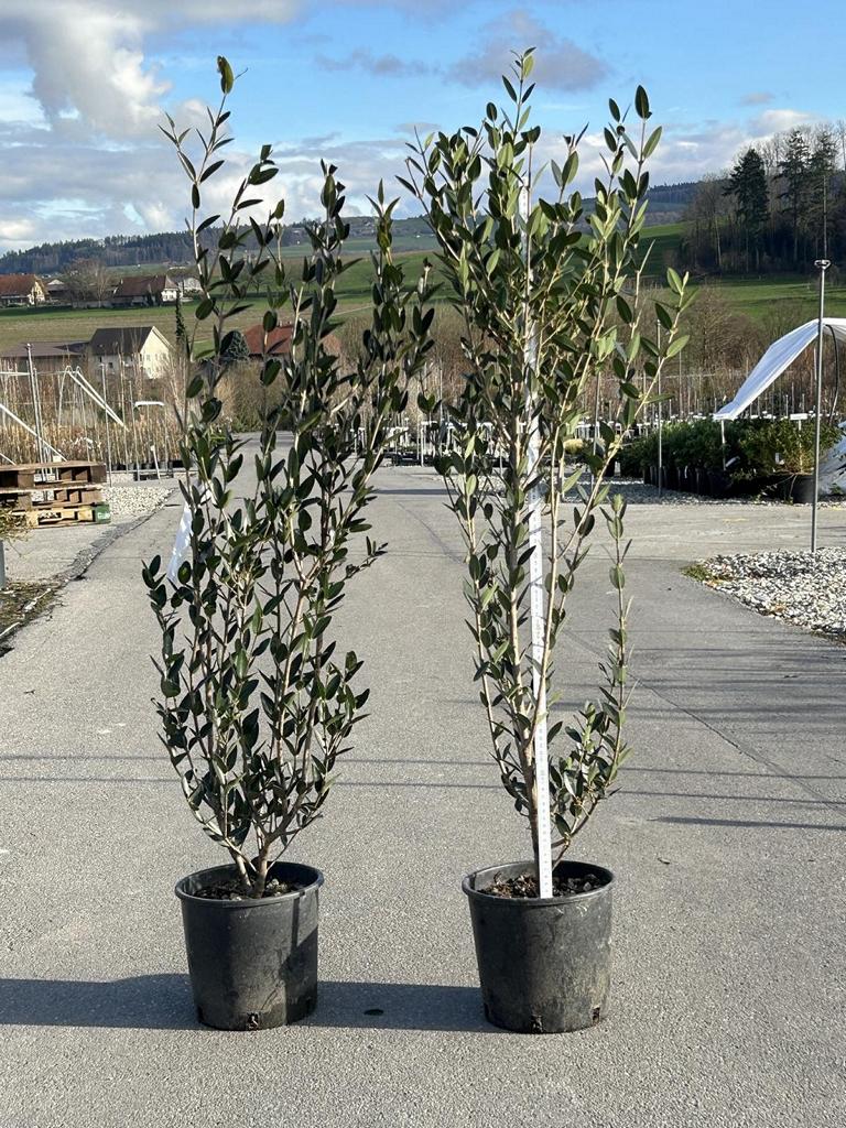 Phillyrea angustifolia