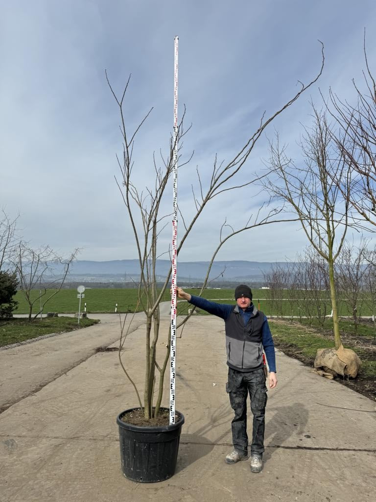 Albizia julibrissin