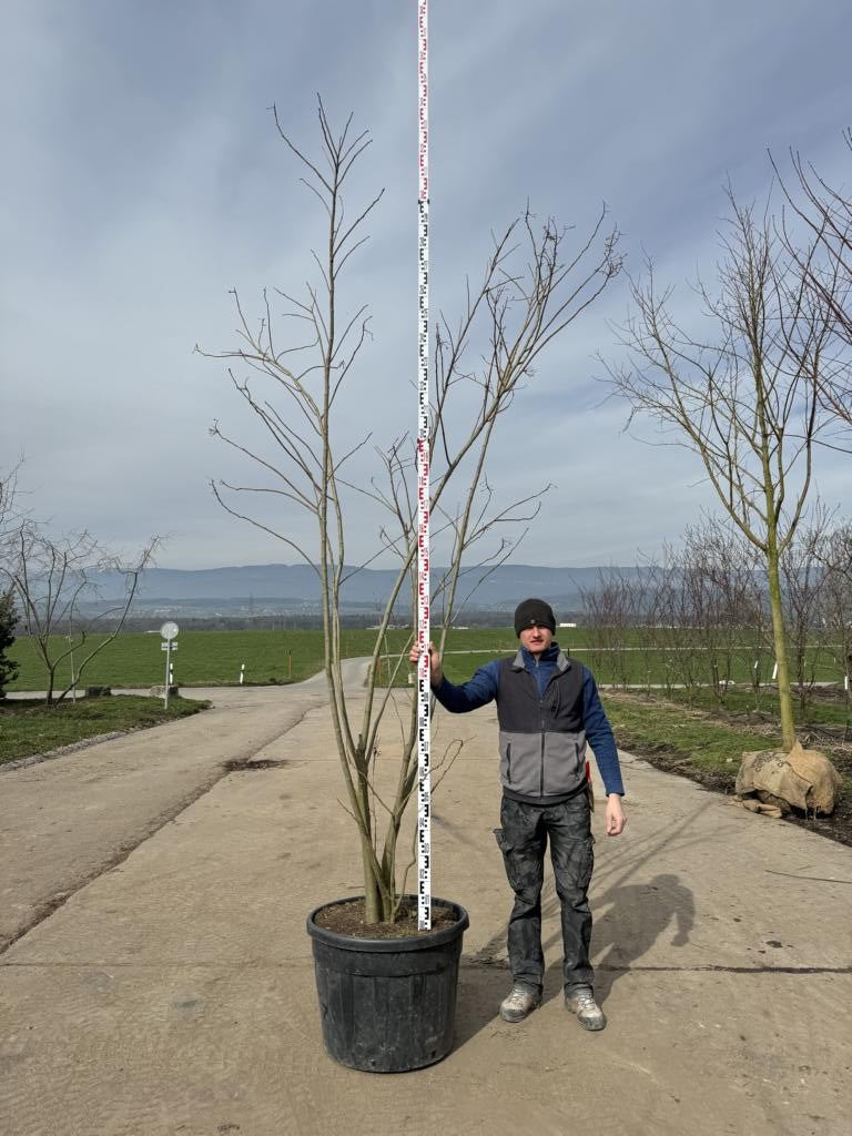 Albizia julibrissin