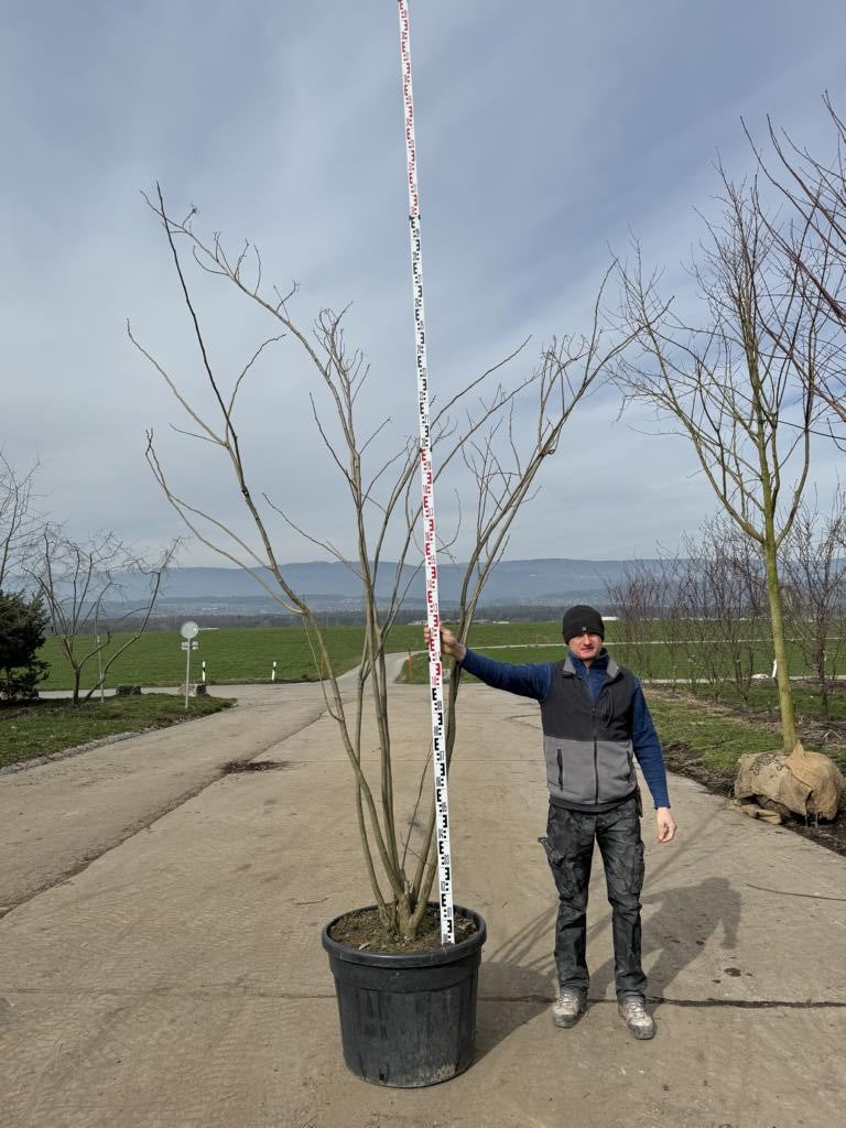 Albizia julibrissin