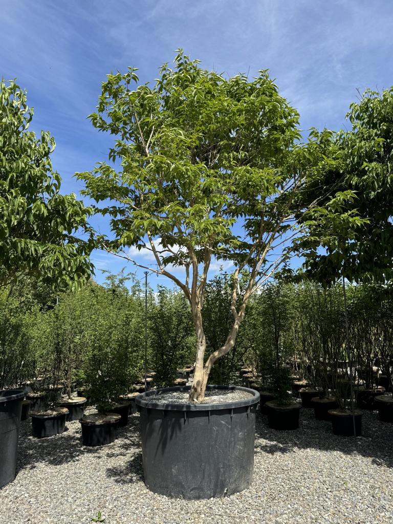 Heptacodium miconioides Schirmform