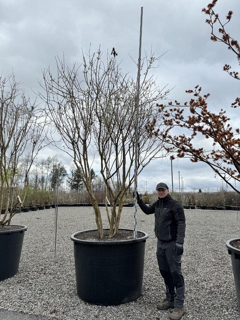 Heptacodium miconioides Schirmform