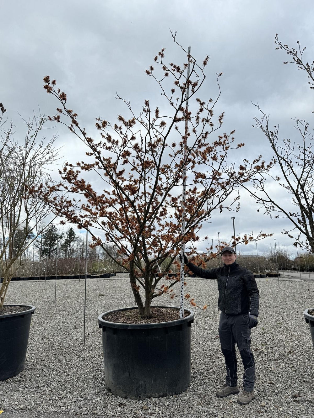 Hamamelis intermedia (x) 'Jelena'