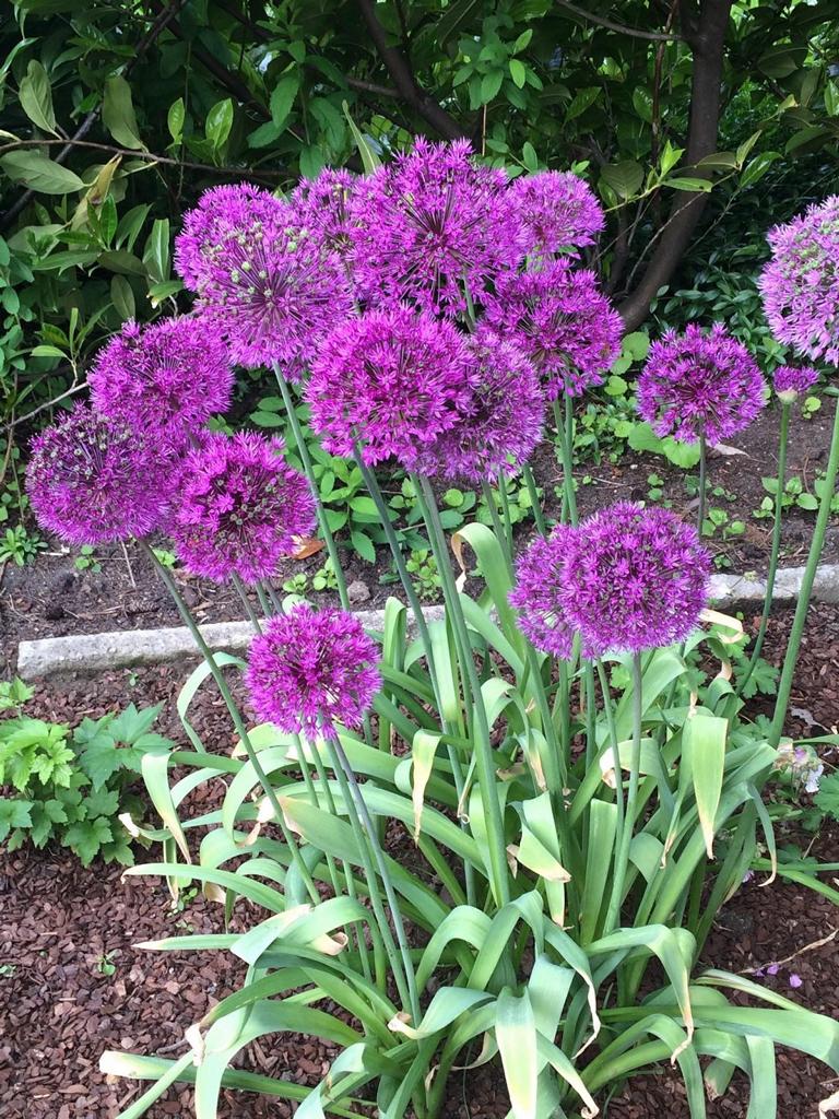 Allium aflatunense 'Purple Sensation'