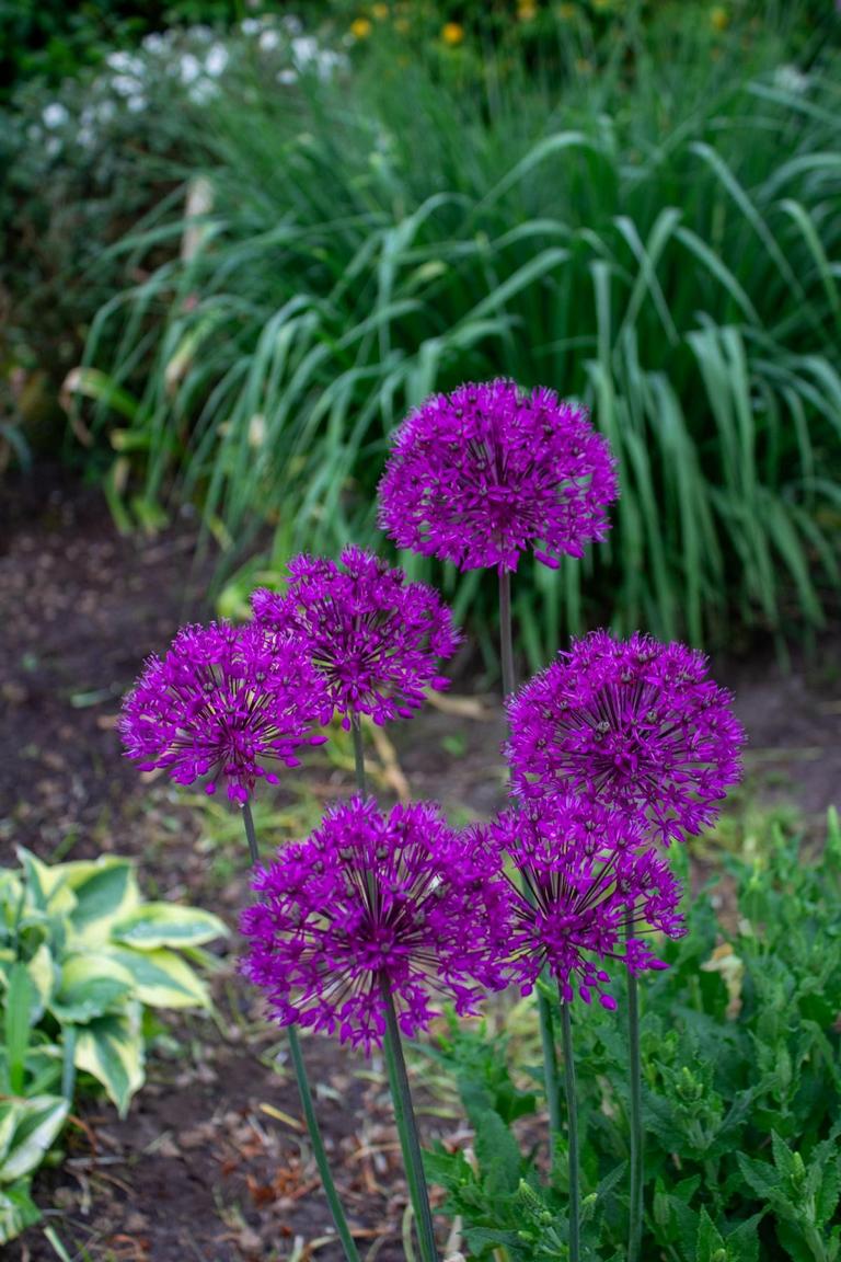 Allium aflatunense 'Purple Sensation'