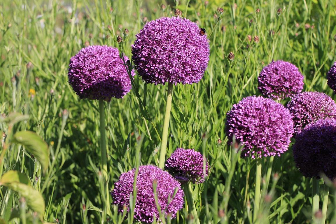 Allium 'Ambassador'