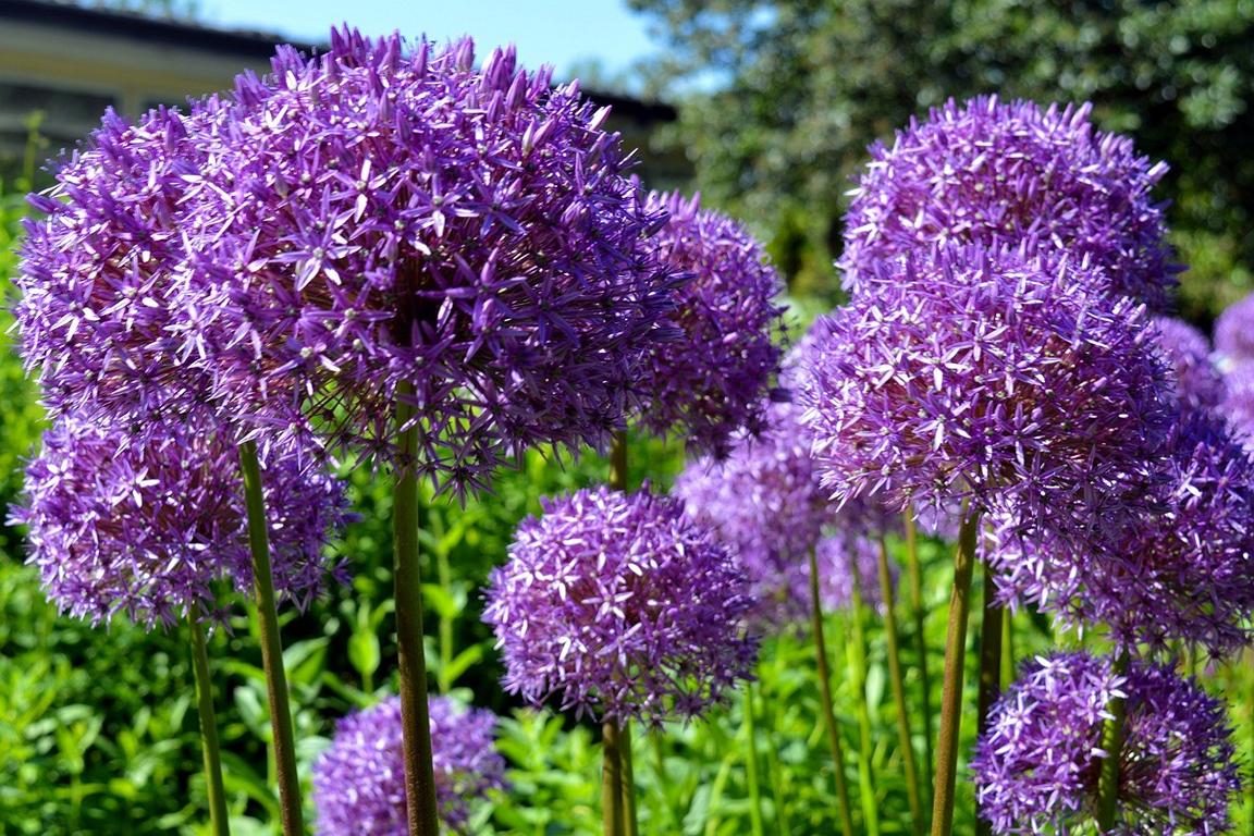 Allium christophii (albopilosum) 12/+