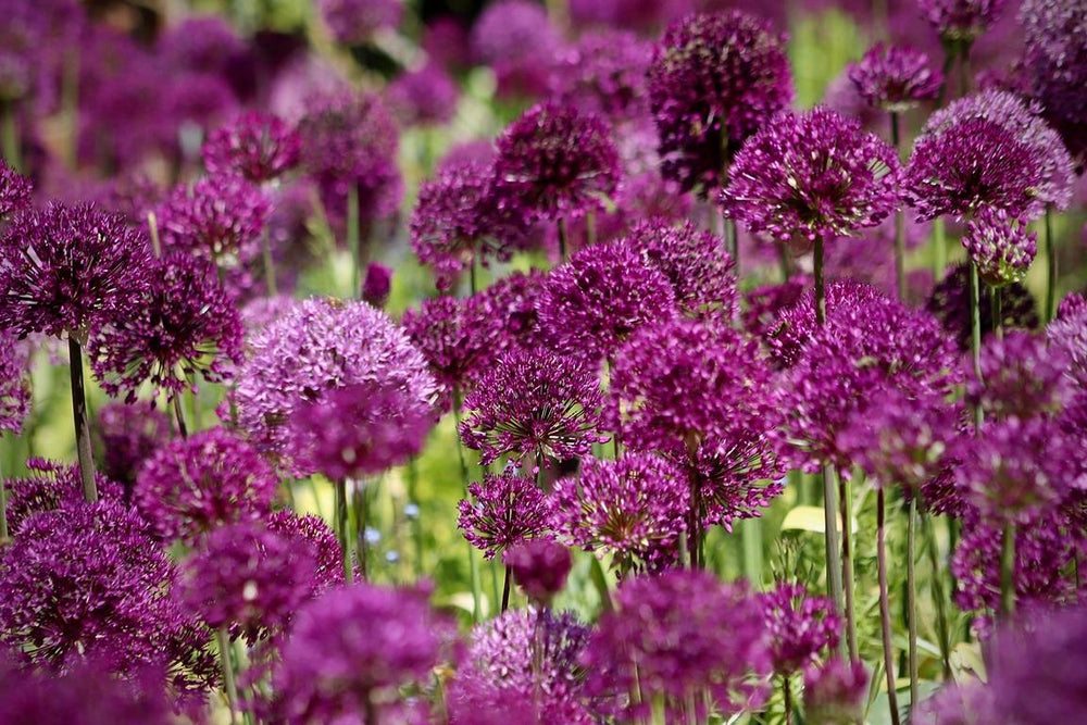 Allium christophii