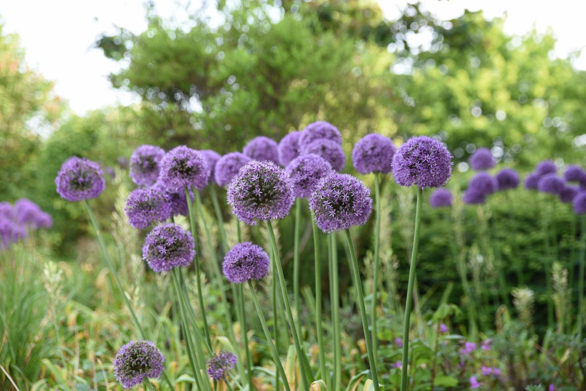 Allium Gladiator 18/20