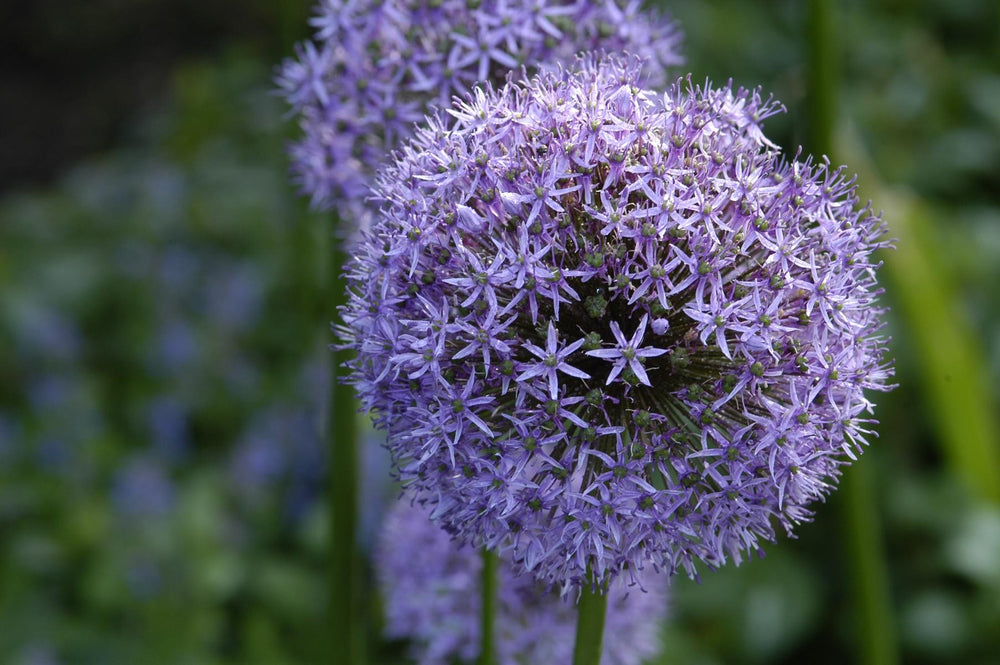 Allium Gladiator 18/20
