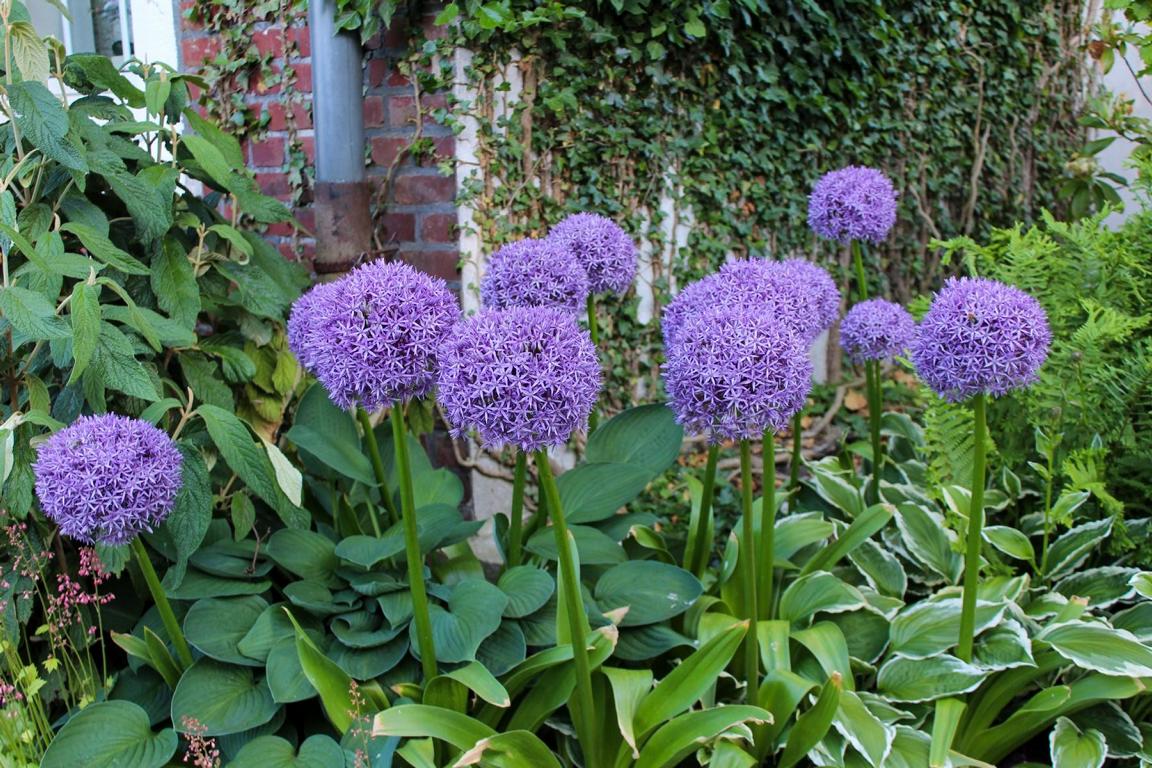 Allium 'Globemaster'