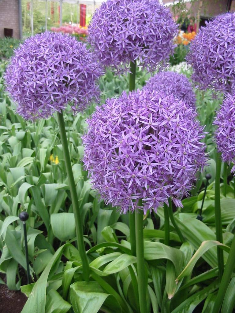 Allium 'Globemaster'