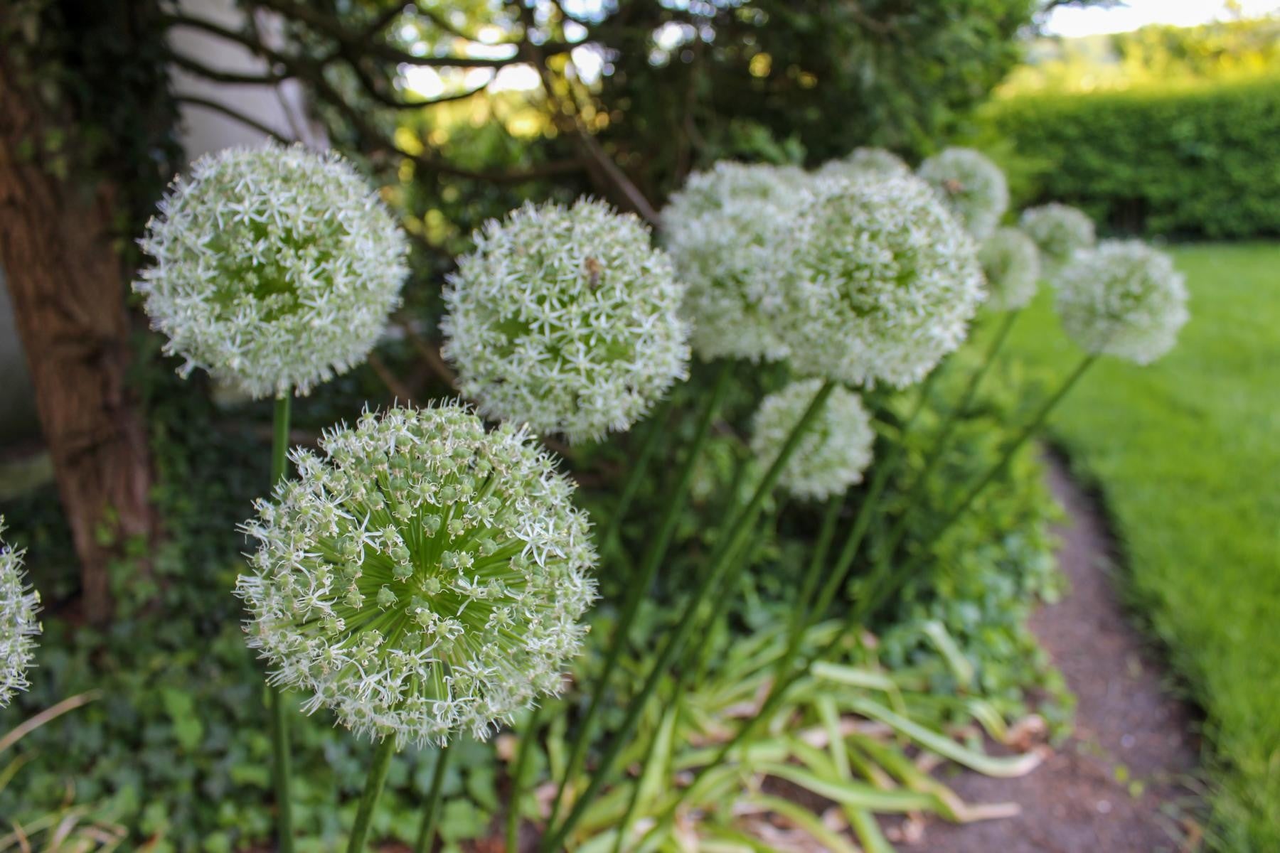 Allium Mont Blanc 20/+