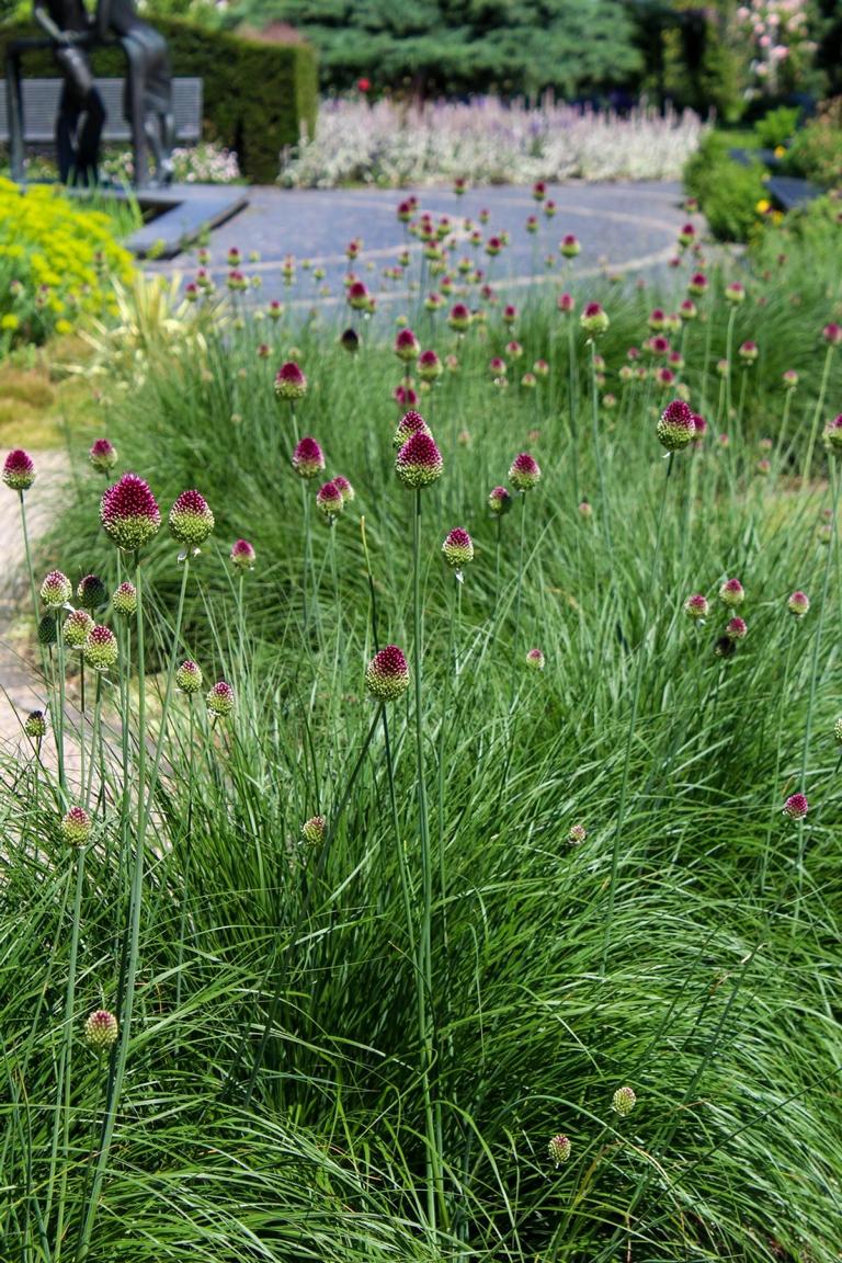Allium sphaerocephalon 5/+