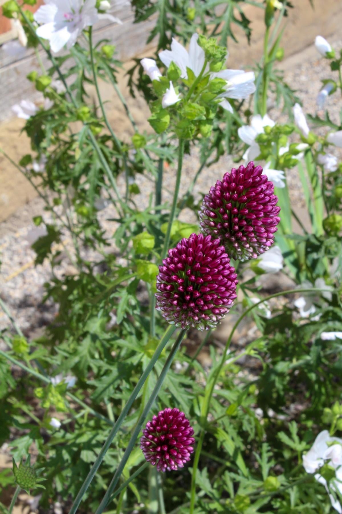 Allium sphaerocephalon 5/+