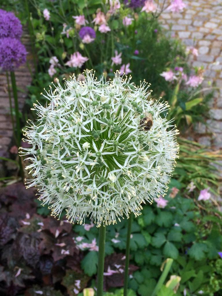 Allium stipitatum 'Mount Everest'