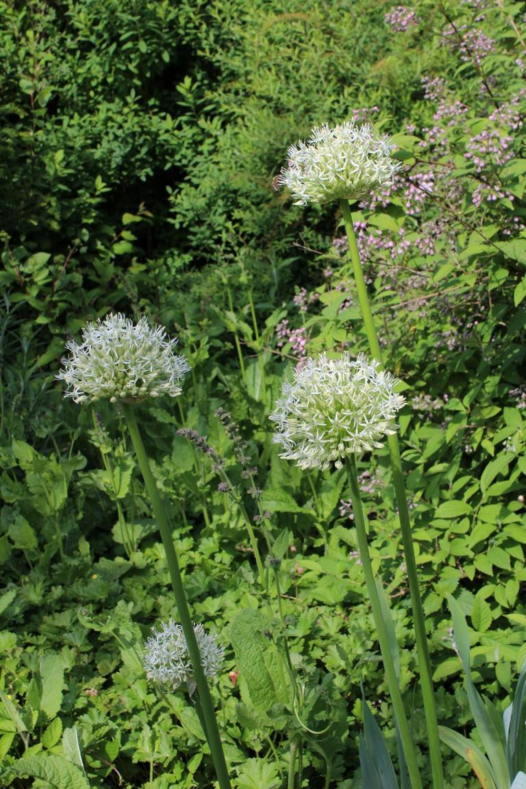 Allium stipitatum 'Mount Everest'
