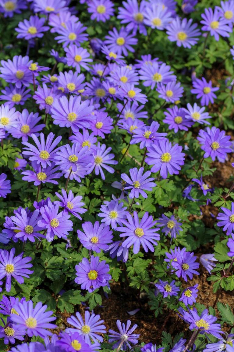 Anemone blanda 'Blue Shades'