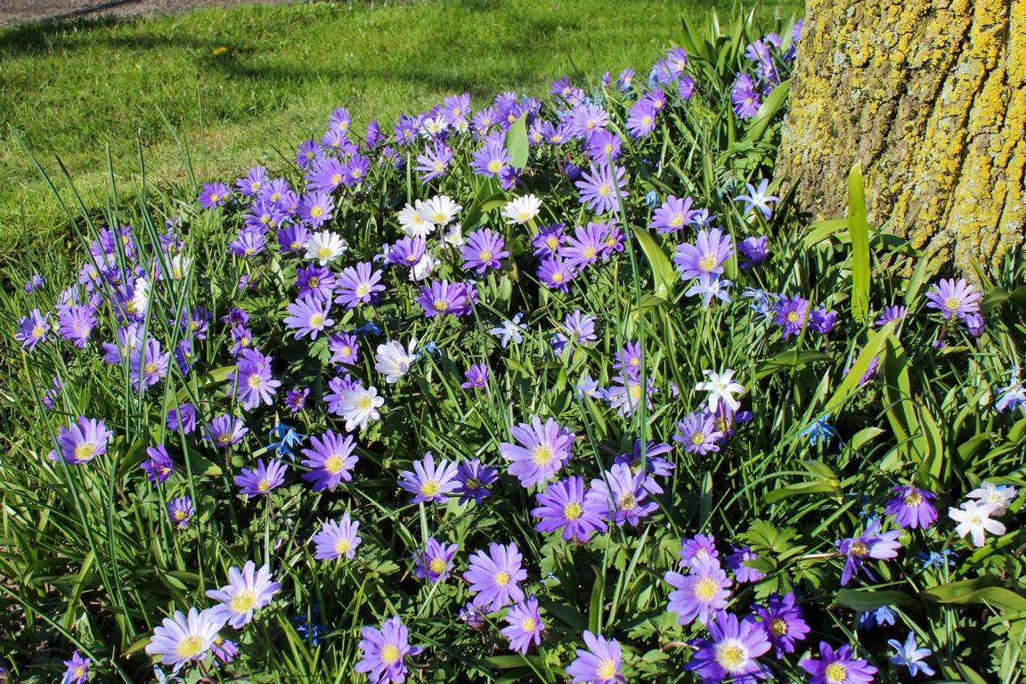 Anemone blanda 'Blue Shades'