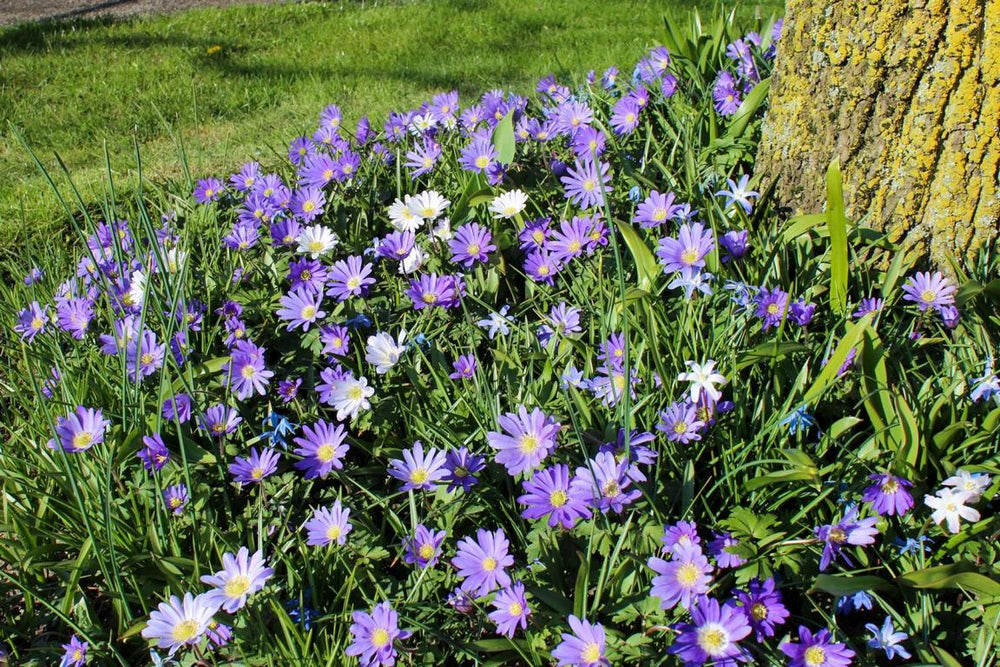 Anemone blanda Blue Shades 5/6