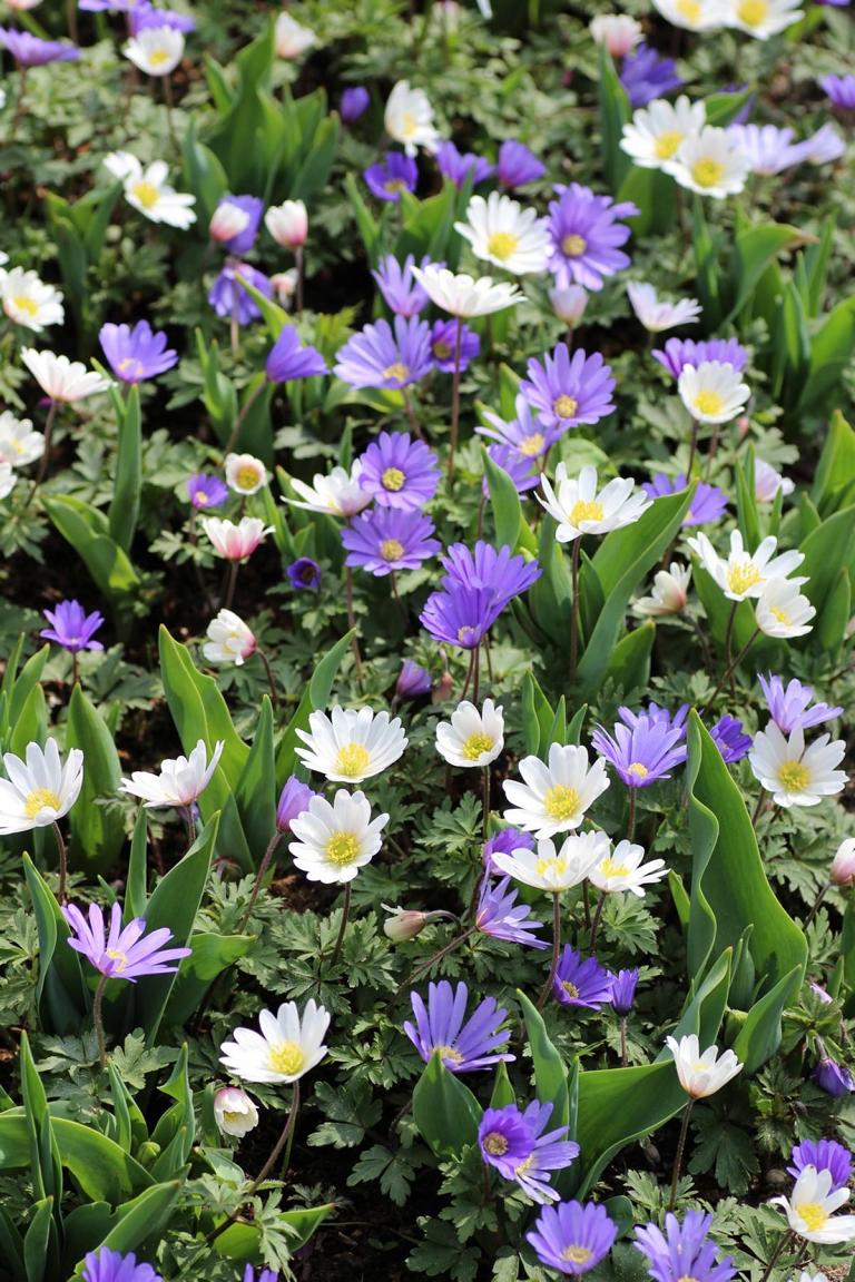Anemone blanda Mix 5/6