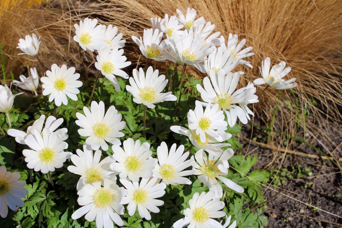 Anemone blanda 'White Splendour'