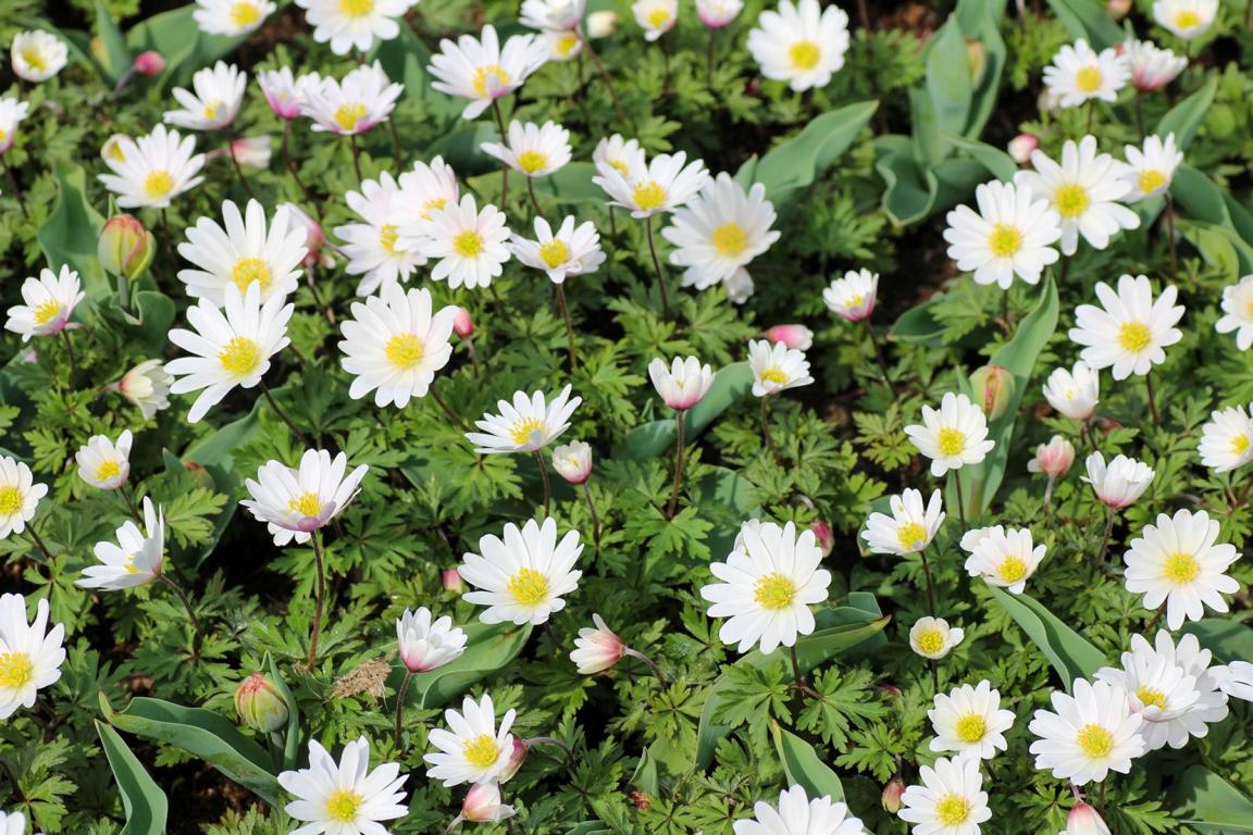 Anemone blanda 'White Splendour'