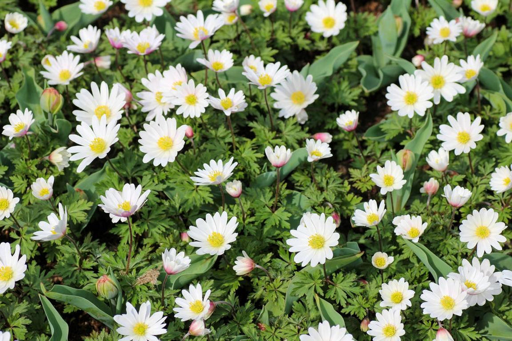 Anemone blanda White Splendor 5/6