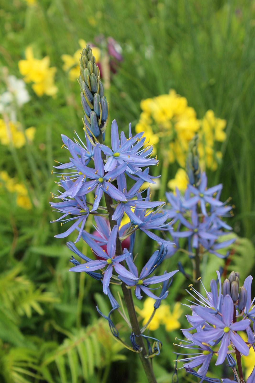 Camassia cusickii 14/+