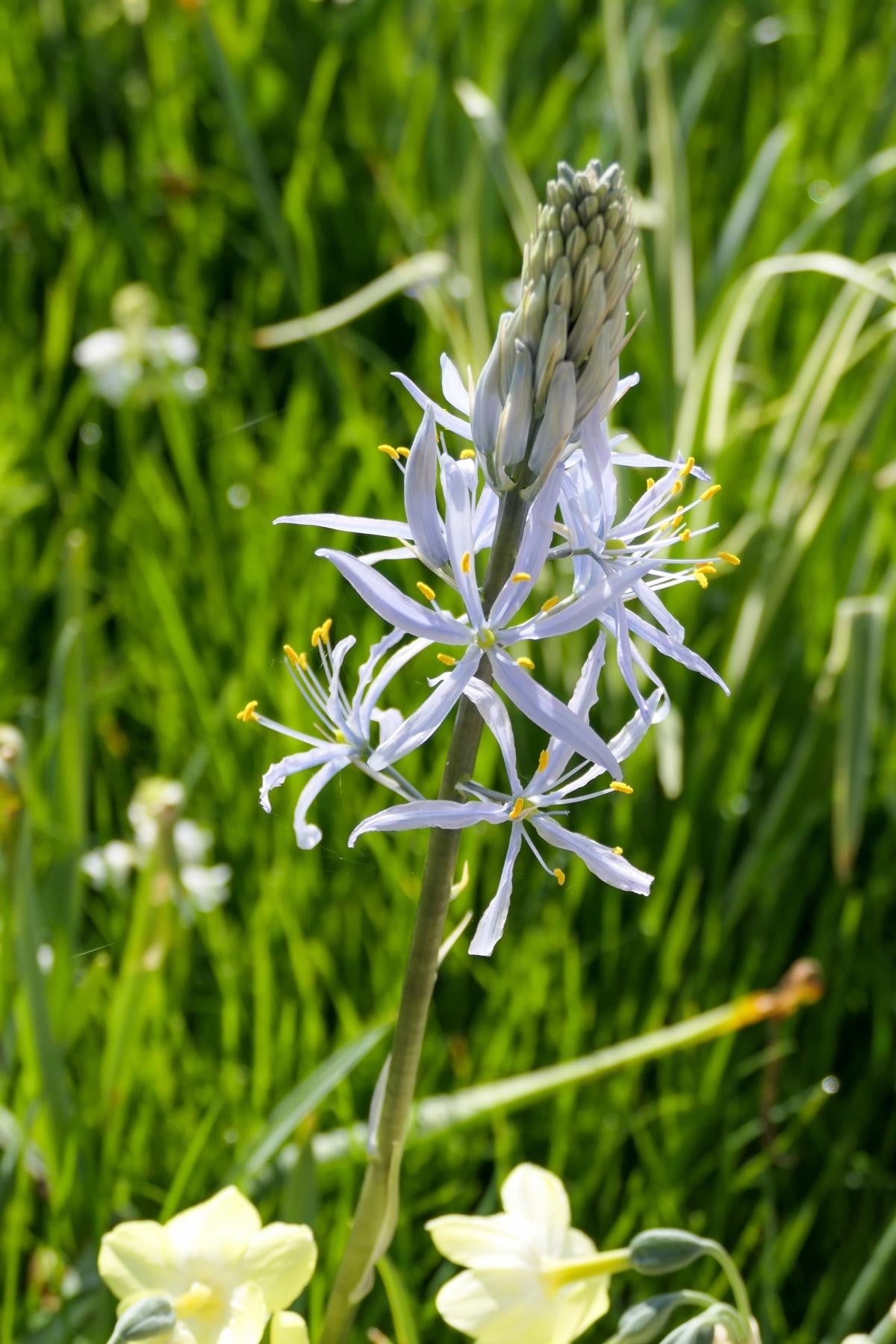Camassia cusickii 14/+