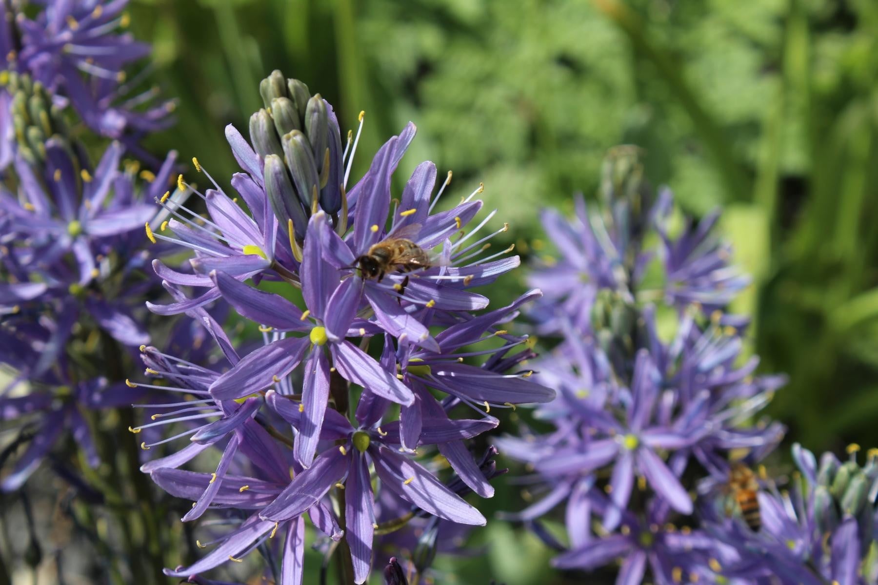 Camassia leichtlinii Caerulea 14/+