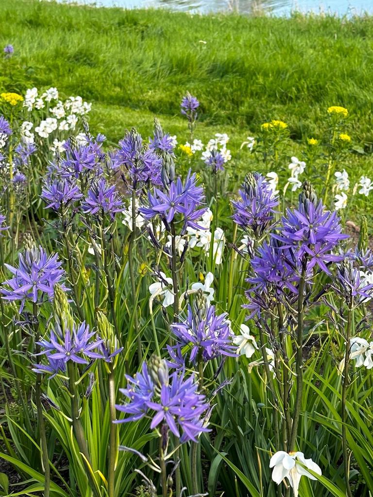 Camassia leichtlinii 'Caerulea'