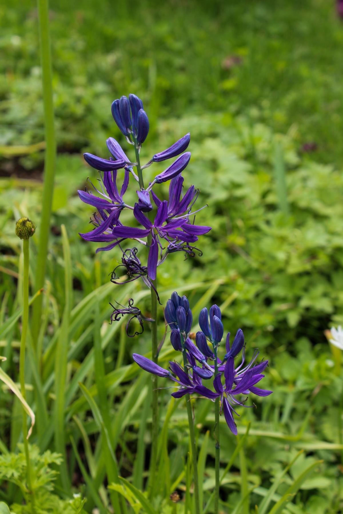 Camassia quamash 6/+