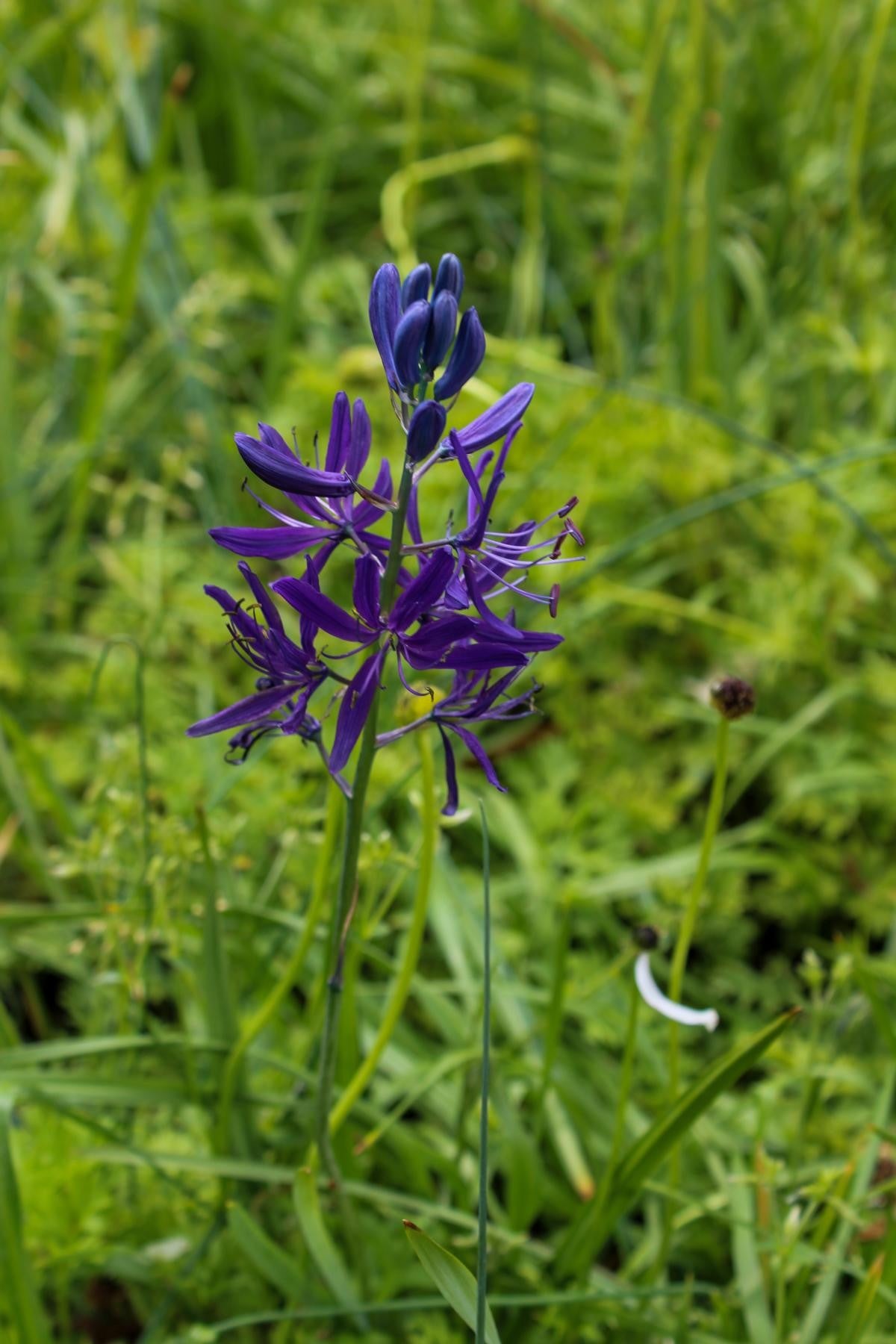 Camassia quamash 6/+