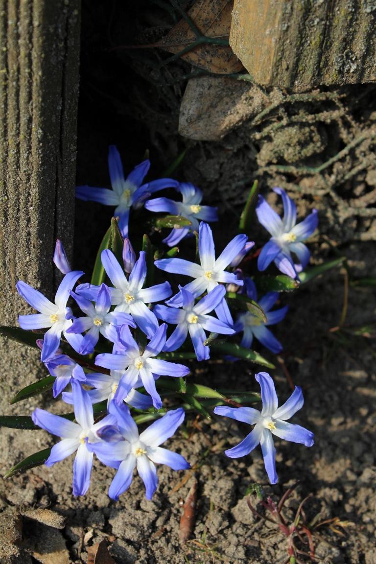 Chionodoxa luciliae (gigantea) 5/+