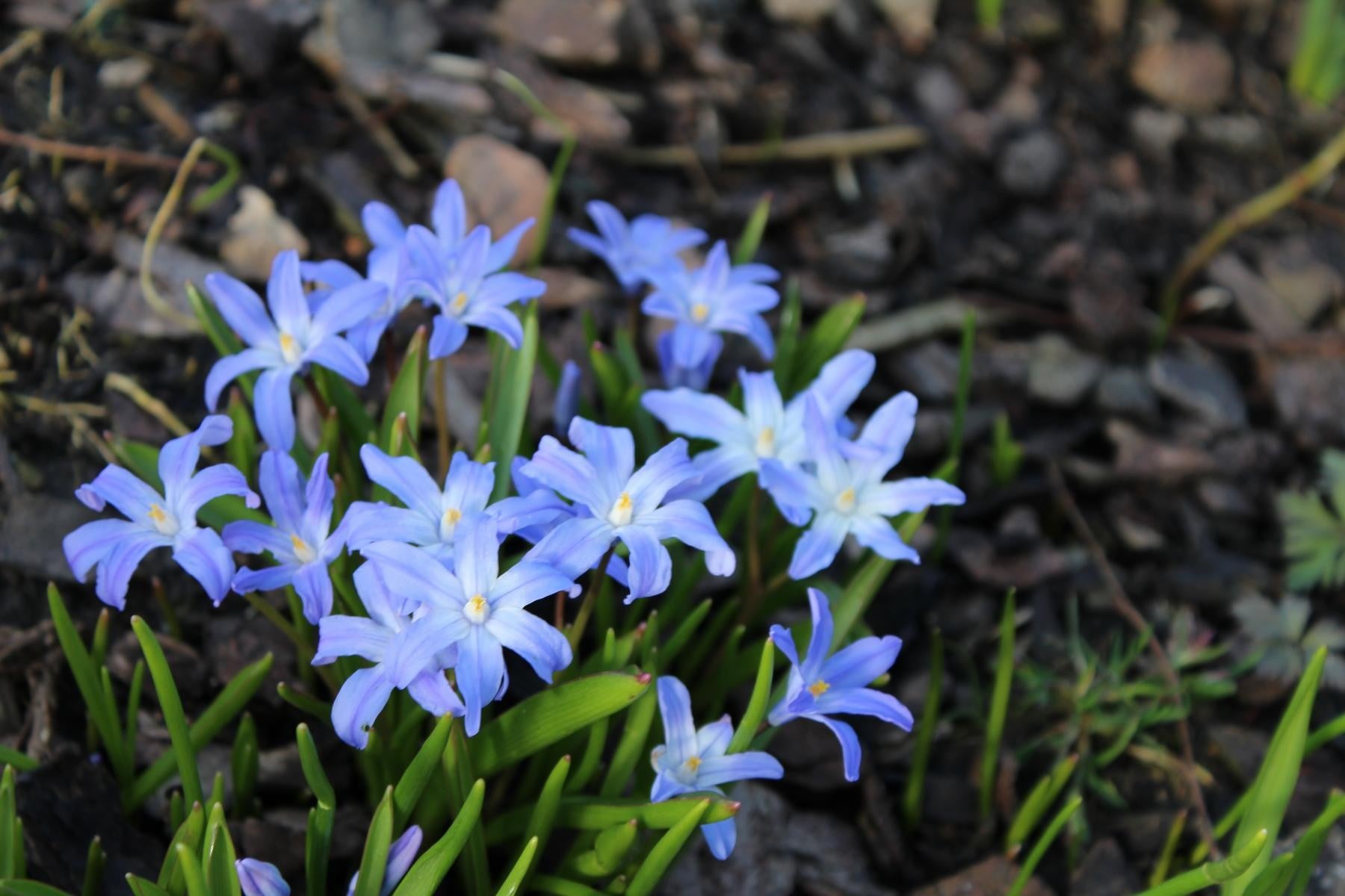 Chionodoxa luciliae (gigantea) 5/+