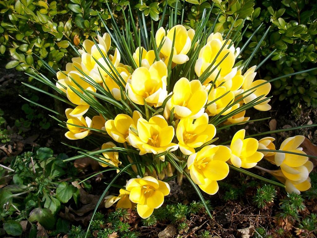 Crocus chrysanthus 'Cream Beauty'