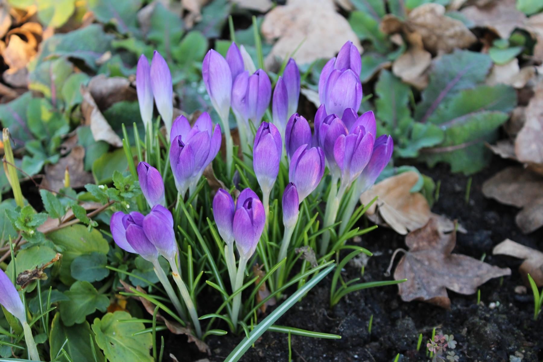 Crocus etruscus Zwanenburg 5/7