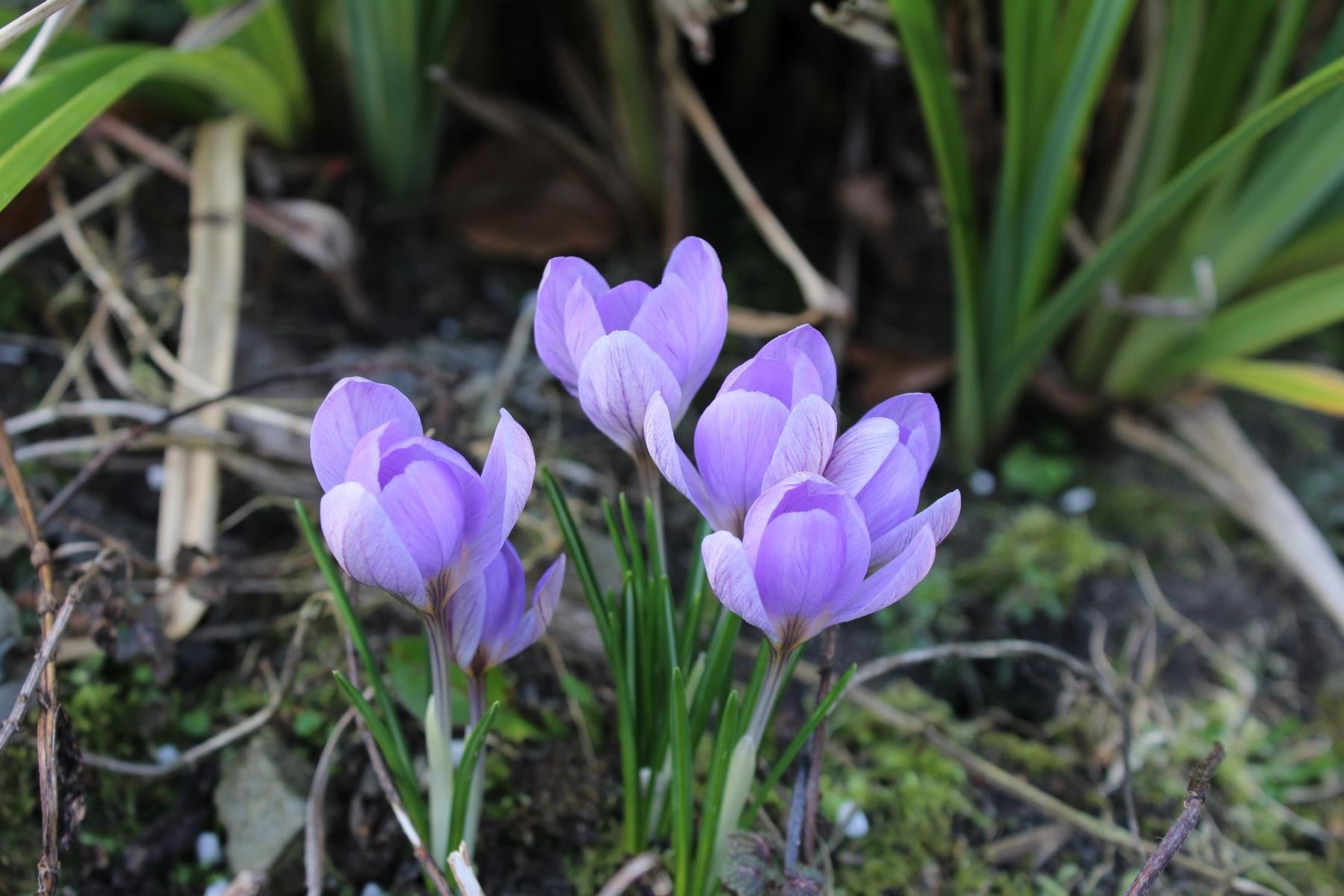 Crocus etruscus Zwanenburg 5/7