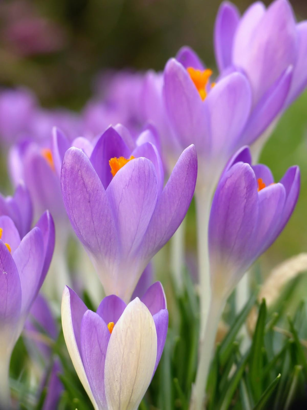 Crocus tommasinianus 5/+