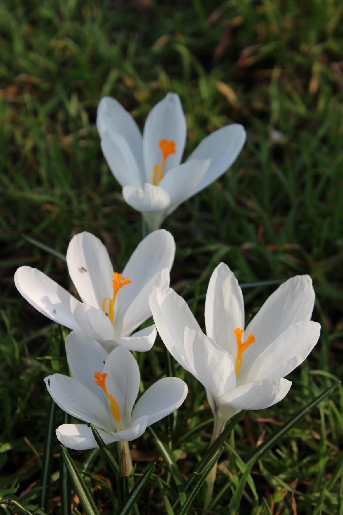 Crocus vernus Jeanne d'Arc 8/9