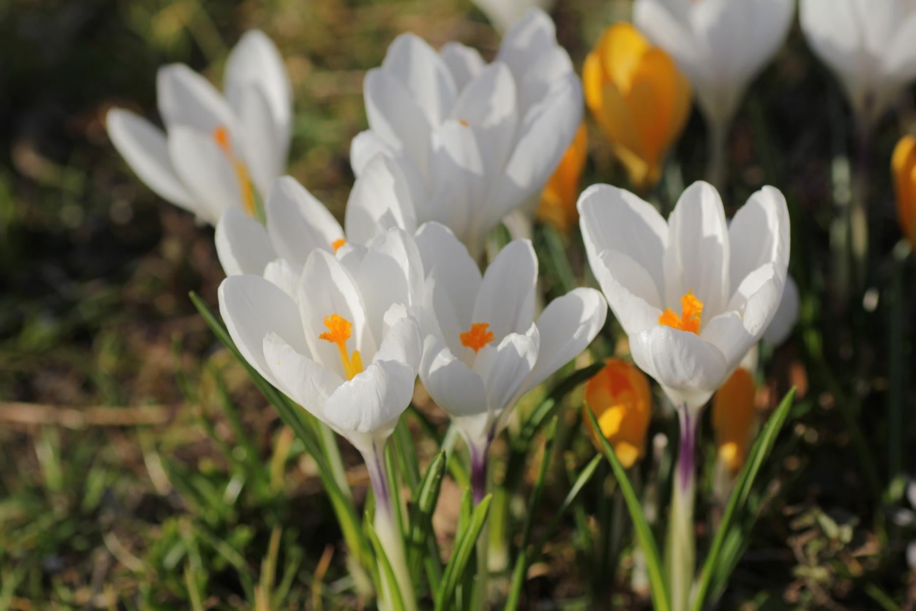 Crocus vernus Jeanne d'Arc 8/9