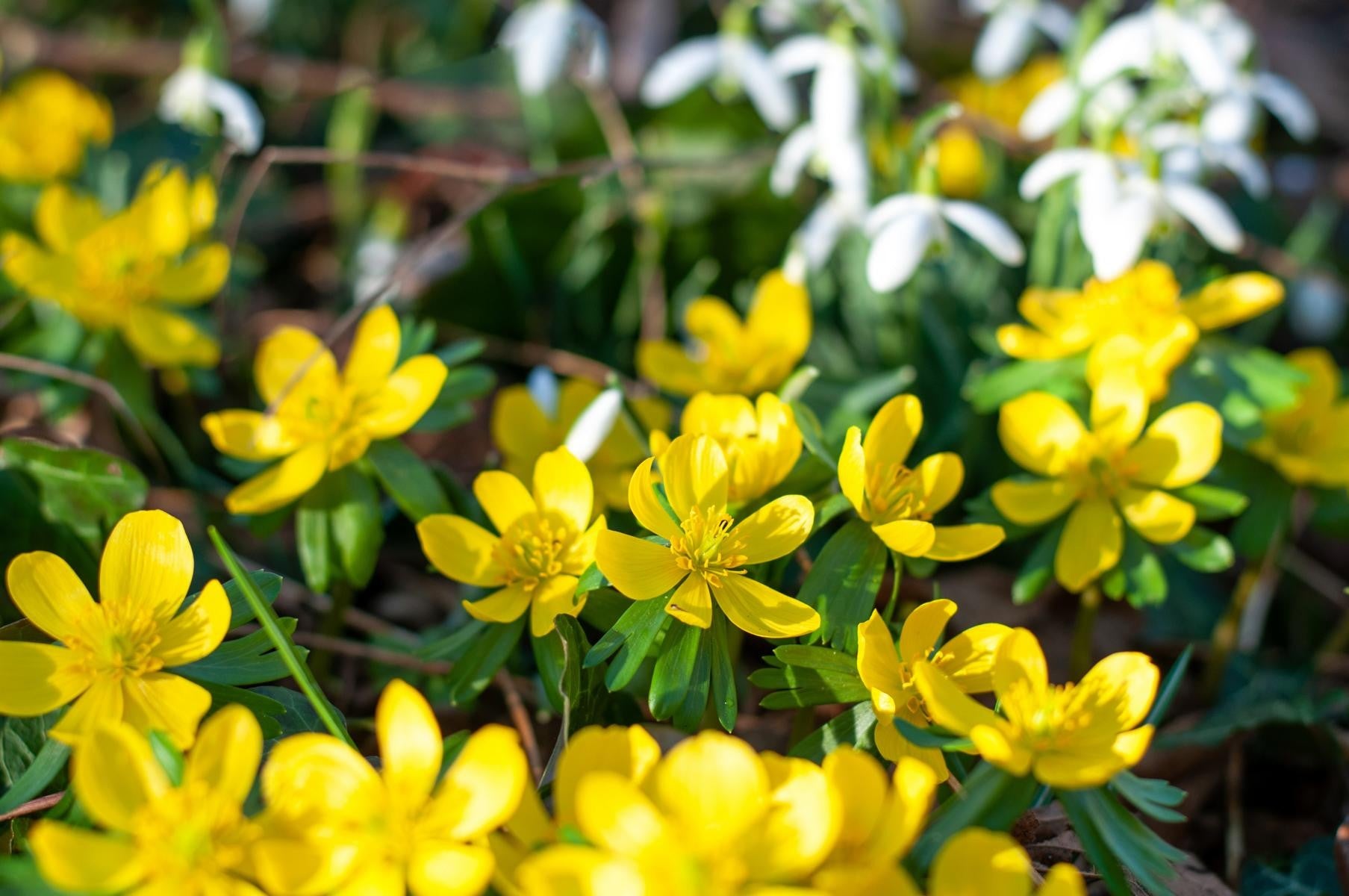 Eranthis hyemalis 4/+