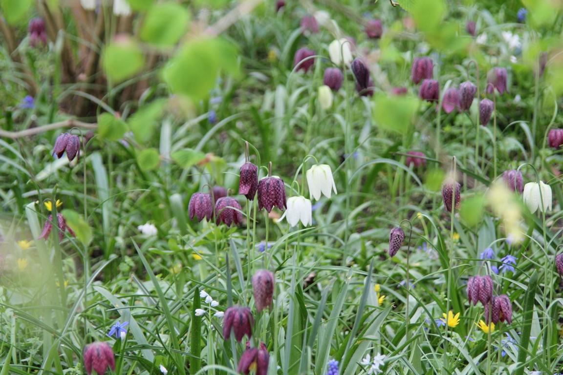 Fritillaria meleagris 6/+