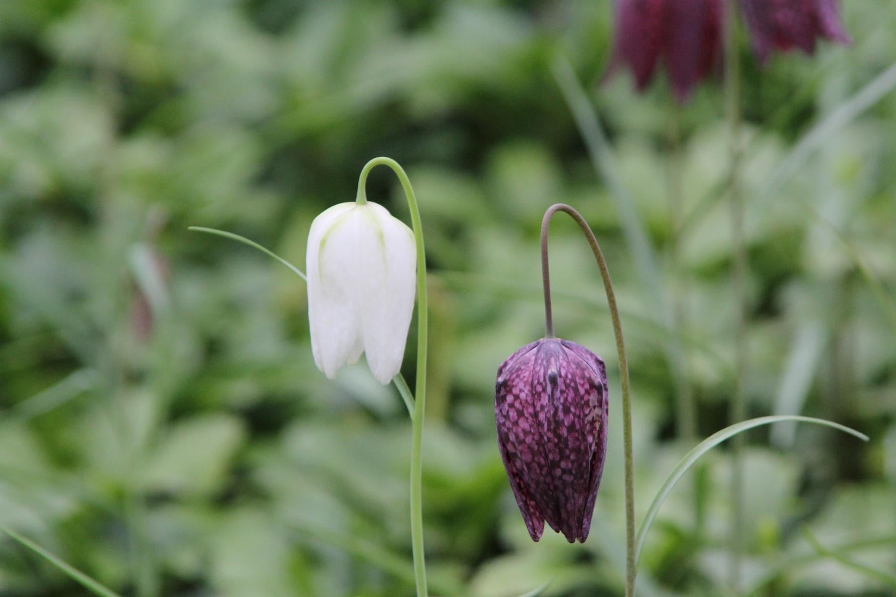 Fritillaria meleagris 6/+