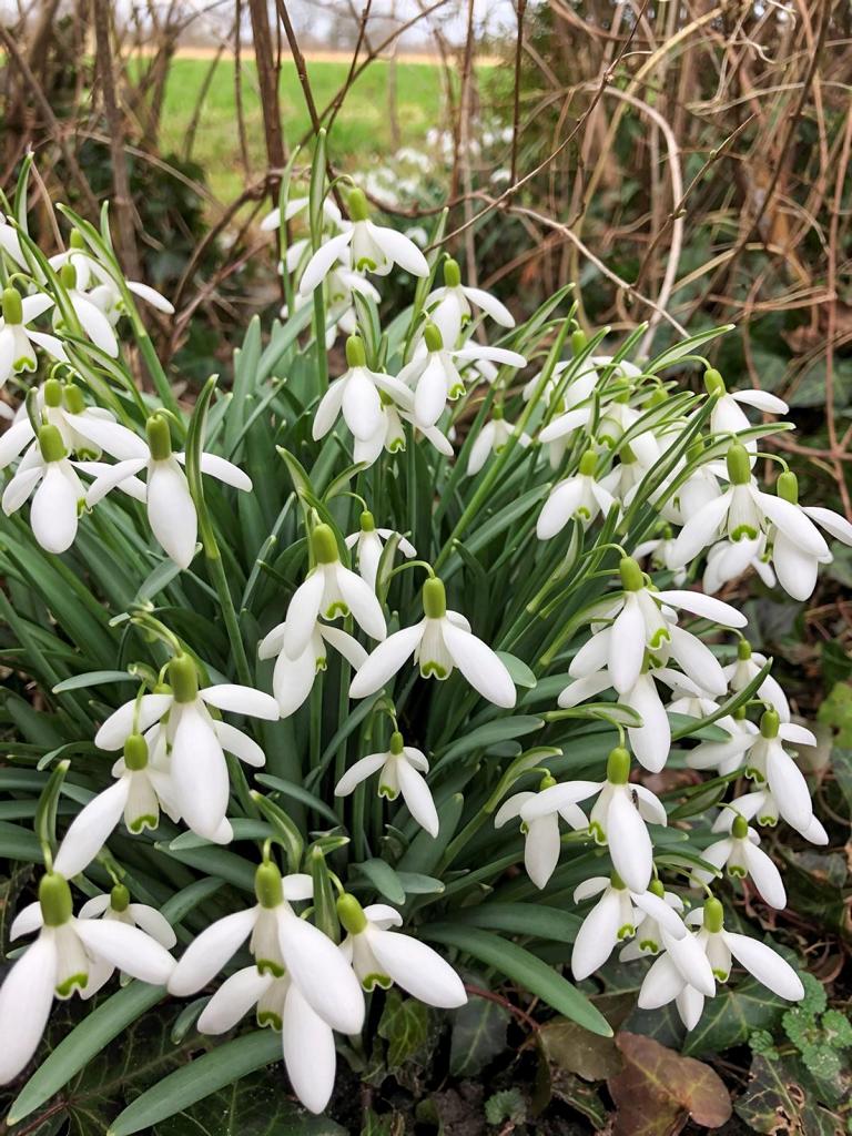 Galanthus nivalis 6/+ CITES