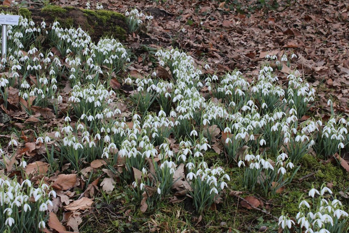 Galanthus nivalis 6/+ CITES