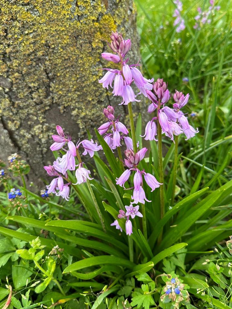Hyacinthoides hisp. Rose Queen 8/10